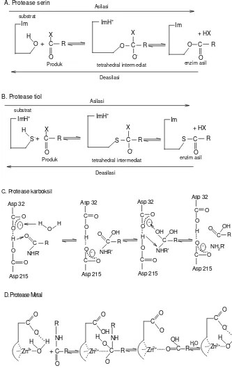 Gambar 1 Perbandingan mekanisme reaksi enzimatis protease (Creighton 1997) 
