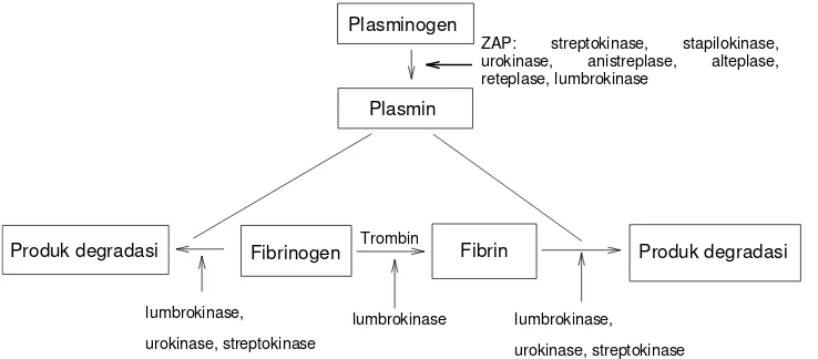 Gambar 2  Mekanisme kerja lumbrokinase sebagai obat trombolitik (Yanti 2003) 