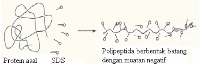 Gambar 4 Pengaruh SDS terhadap protein 