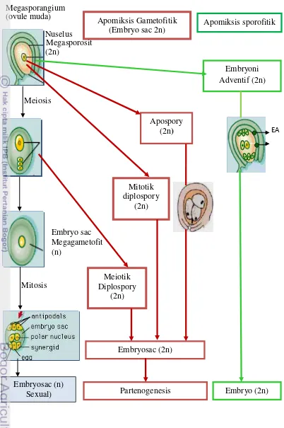 Gambar 2  Mekanisme berbagai tipe apomiksis (Dimodifikasi dari  Carneiro et al. 