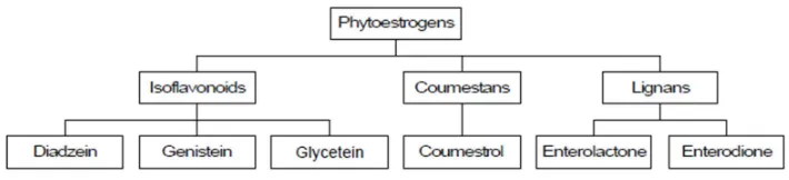 Gambar 1  Klasifikasi fitoestrogen (Rishi 2002). 