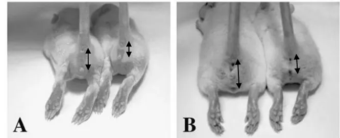 Gambar 4  Celah anogenital anak jantan (kiri) dan betina (kanan) usia 2 minggu (A) dan 6 minggu (B) (Suckow et al