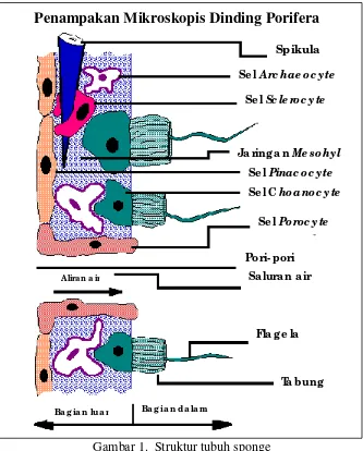 Gambar 1.  Struktur tubuh sponge  