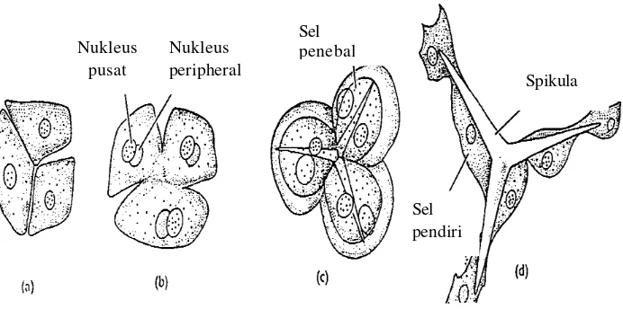 Gambar 2.  Pembentukan spikula oleh sel sclerocytes (Kozloff 1990) 