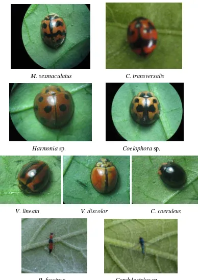 Gambar 4.1 Jenis serangga predator B. tabaci yang  ditemukan di pertanaman cabai merah dengan tanaman pinggir 
