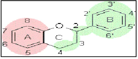 Gambar 3 Pembagian kelas flavonoid ( CIC 2001). 