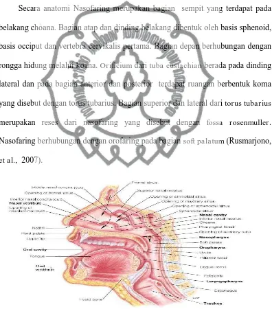 Gambar 2.1   Potongan sagital anatomi Nasofaring (Dikutip dari :  Van De Graaf, 2001. Human Anatomy, Sixth Edition