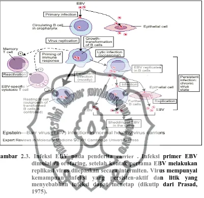Gambar 2.3. Infeksi EBV pada penderita carrier . Infeksi primer EBV dimulai di orofaring, setelah kontak pertama EBV melakukan 