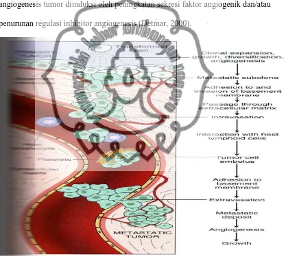 Gambar 2.4. Mekanisme angiogenesis (dikutip dari Plank dan Sleeman, 2003)  