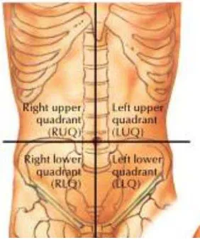 Gambar 2.1 Kuadran empat bagian abdomen (Netter, 2014) 