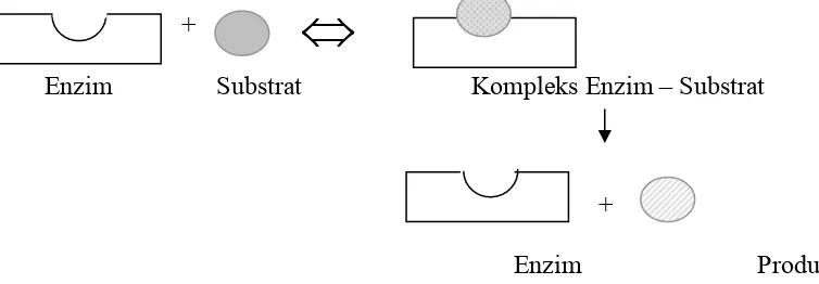 Gambar 2    Ikatan  enzim-substrat pada pembentukan  produk. 