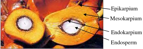 Gambar 1  Struktur buah kelapa sawit  