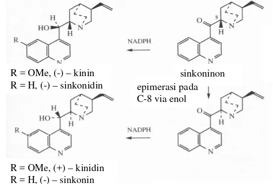 Gambar 8. Struktur Kinin, Kinidin, Sinkonin dan Sinkonidin. 