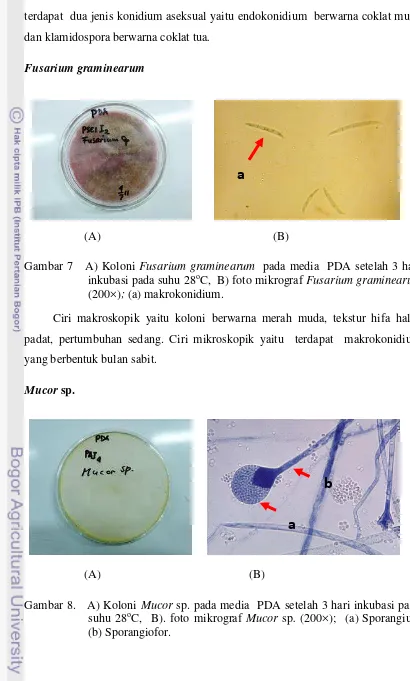 Gambar 7   A) Koloni Fusarium graminearum  pada media  PDA setelah 3 hari 