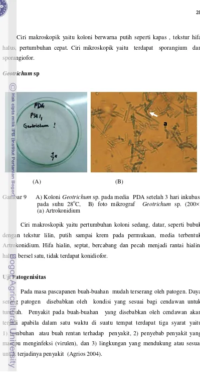 Gambar 9     A) Koloni Geotrichum sp. pada media  PDA setelah 3 hari inkubasi 