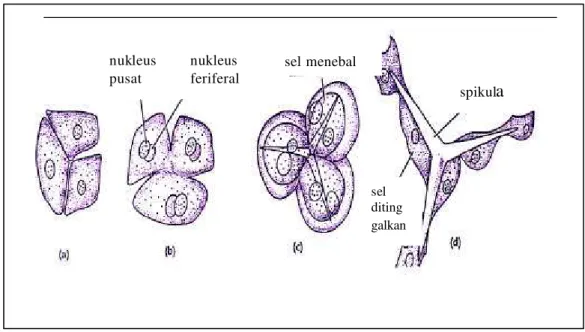 Gambar 2  Pembentukan Spikula oleh Sel  Sclerocytes. 