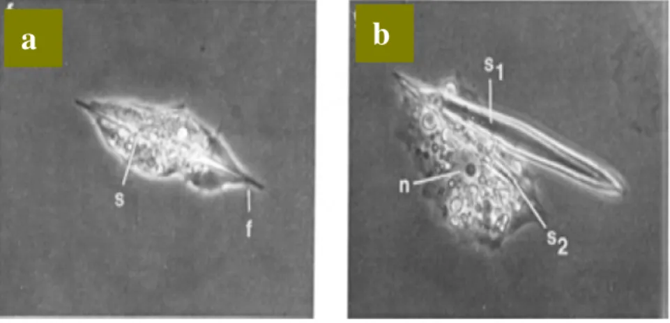 Gambar 10  SEM dari Proses Sekresi Silika Spikula dengan Protein   a.  Protein  dan Spikula Memanjang 