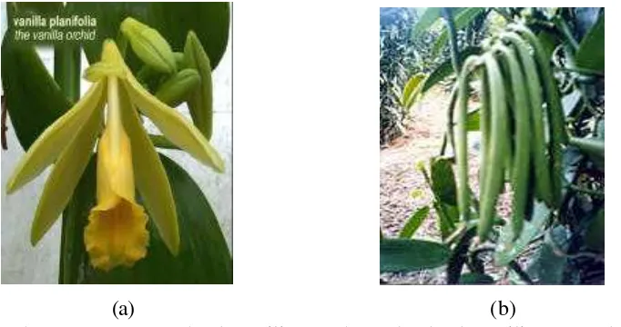 Gambar 7  Bunga serta buah vanili mentah (a) dan buah vanili matang (b) 