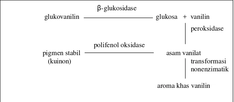 Gambar 12  Transformasi glukovanilin dan vanilin (Purseglove et al. 1981) 