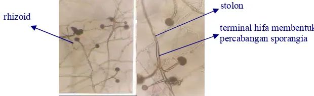 Gambar 13  Penampakan Pizi R. oligosporus dan R. oryzae Selama Fermentasi 