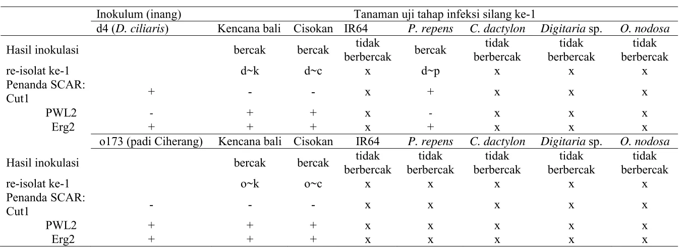 Tabel 6  Hasil inokulasi Pyricularia d4 asal D. ciliaris dan o173 asal padi ke padi var