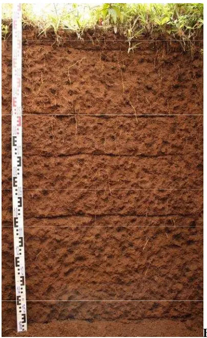 Gambar 4: Foto profil tanah pada kondisi cahaya keras/terik tanpa naungan ( A foto profil tanah sebelum dikalibrasi white balance dengan gray carddan B foto profil tanah setelah dikalibrasi dengan gray card).