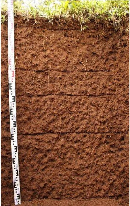 Gambar 6: Foto profil tanah pada kondisi cahaya menyebar ( A foto profil tanah sebelum dikalibrasi white balance dengan gray card dan B foto profil