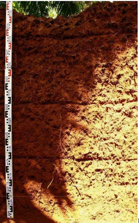 Gambar 7:Foto profil tanah pada kondisi cahaya keras/terik di bawah naungan ( A foto profil tanah sebelum dikalibrasi white balance dengan gray carddan B foto profil tanah setelah dikalibrasi dengan gray card)