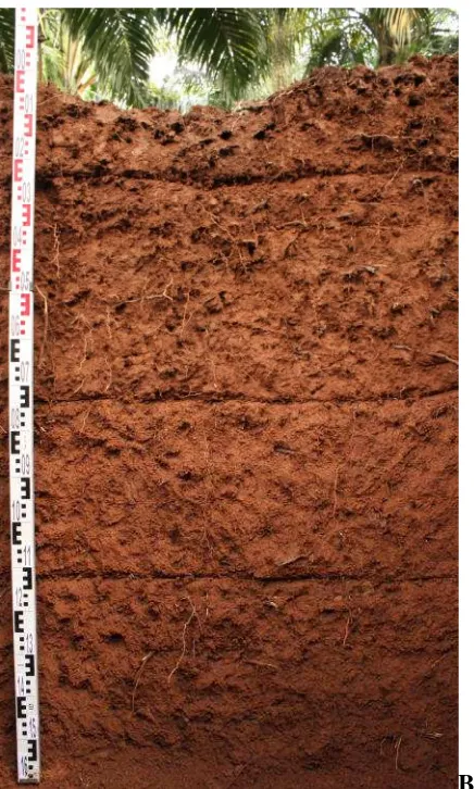Gambar 8: Foto profil tanah pada kondisi lembut atau menyebar di bawah naungan ( A foto profil tanah sebelum dikalibrasi white balance dengan gray