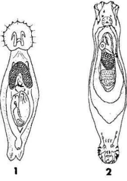 Gambar 4 Cacing Gyrodactylus sp. (1) Cacing Dactylogyrus sp. (2) 