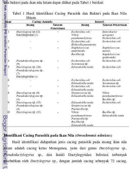 Tabel 1 Hasil Identifikasi Cacing Parasitik dan Bakteri pada Ikan Nila 