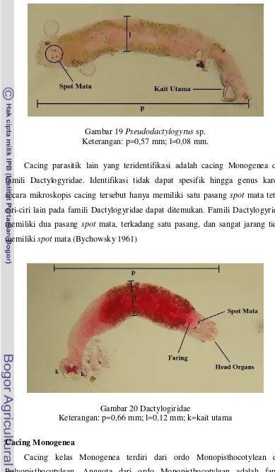Gambar 20 Dactylogiridae 