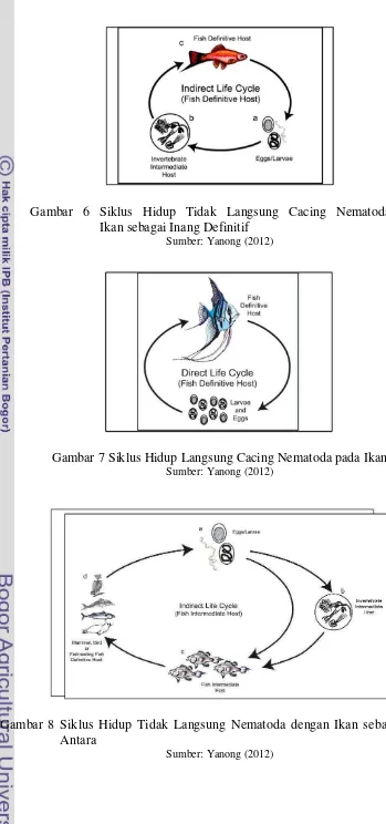 Gambar 6 Siklus Hidup Tidak Langsung Cacing Nematoda dengan 