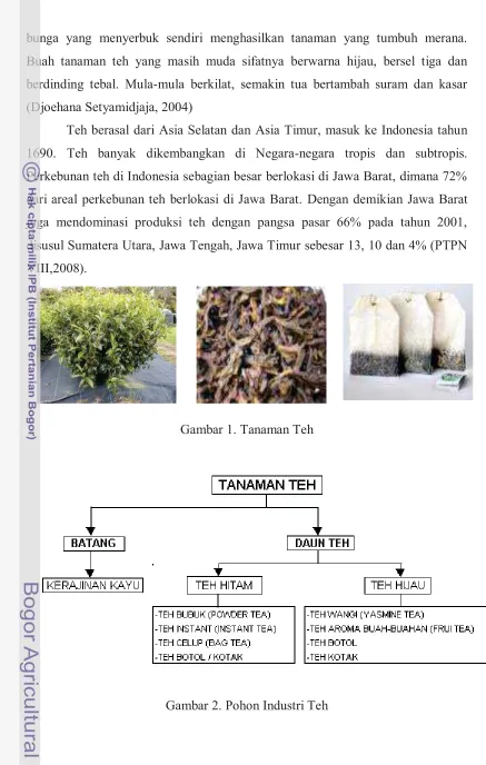 Gambar 1. Tanaman Teh 