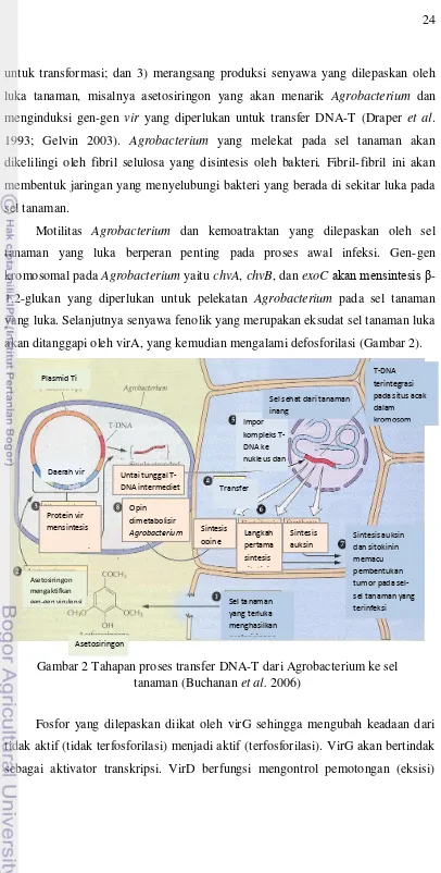 Gambar 2 Tahapan proses transfer DNA-T dari Agrobacterium ke sel  