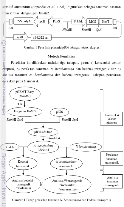 Gambar 3 Peta fisik plasmid pIG6 sebagai vektor ekspresi  