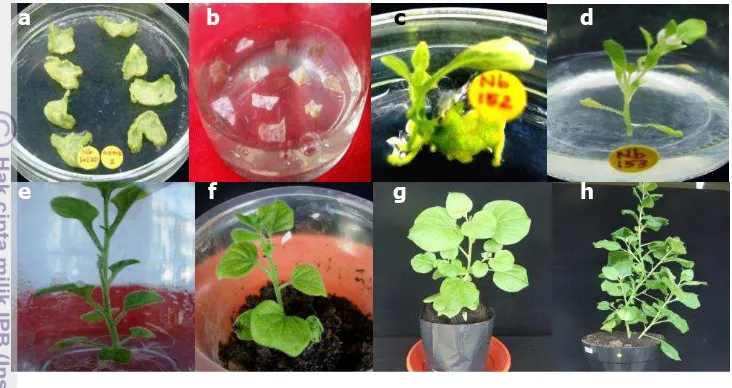 Tabel 1 Perkembangan jumlah eksplan N. benthamiana selama proses 