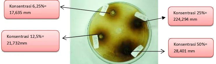 Gambar 1. Hasil uji daya hambat ekstrak daun Lantana camara L. terhadap pertumbuhan bakteriEscherichia coli menggunakan teknik sumur