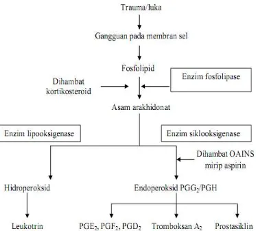 Gambar 2. Biosintesis Prostaglandin (Wilmana dan Gans, 2007) 