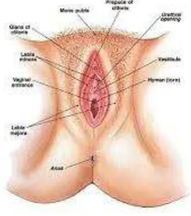 Gambar 5.2. Uretra 