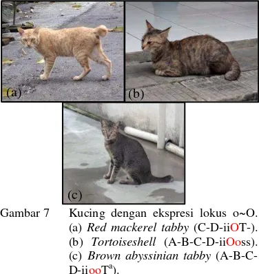 Gambar 7  Kucing dengan ekspresi lokus o~O. 