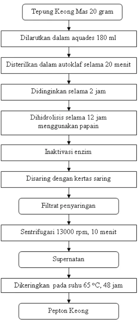Gambar 4. Diagram alir pembuatan pepton keong dari tepung keong (modifikasi dari penelitian Siswanto, 2000) 
