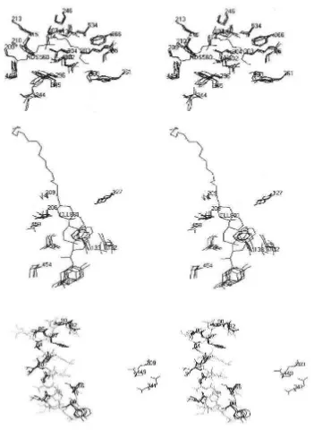 Gambar 2.4  Wilayah untuk mengikat substrat dari enzim lipase Candida rugosa (Akoh, 2004)