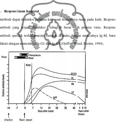 Gambar 2.4. Respons antibodi pada infeksi campak akut, WHO, 1993 