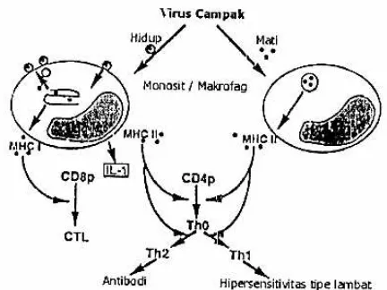 Gambar 2.6. Diagram   skematik   perbedaan  interaksi virus campak hidup dan  