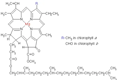 Gambar 2. Struktur kimia klorofil (Nollet 2000) 