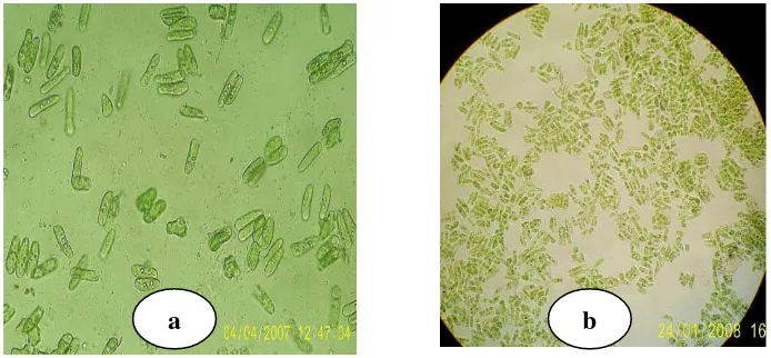 Gambar 4, dan endapan hasil isolasi KPG tahan terhadap suhu tinggi sampai struktur kloroplas tidak berubah di bawah mikroskop pembesaran 400x seperti 150oC