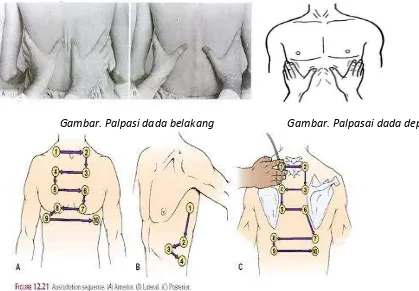 Gambar. Area perkusi dada A. Dada depan; B. Dada lateral; C. Dada belakang . 