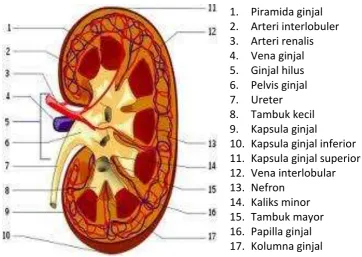 Gambar 1.7 Struktur Ginjal 