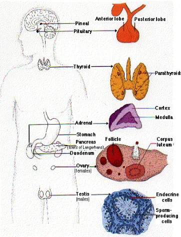 Gambar 1.11 Organ Endokrin 